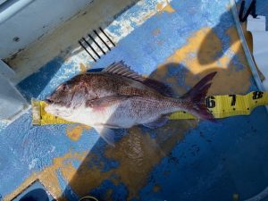 ノッコミマダイ情報