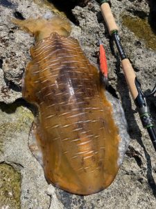 エギング釣果情報