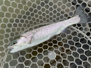 【釣果情報】東山湖に行ってきました