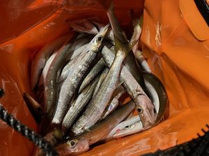 【釣果情報】カマス、難しいけどまだ釣れマス！