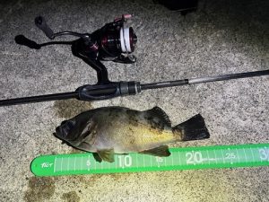 春告げの予感・・・🐟