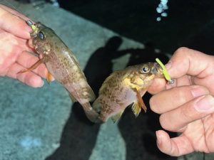 中古品割引は本日まで！！！！