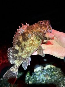 良型サイズ出てます🎣