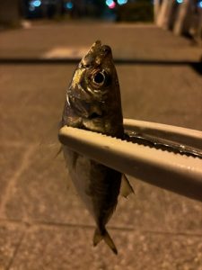 🐟東京湾アジングデビュー🎣