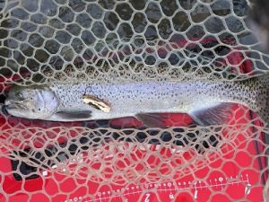 エリアトラウトまだまだ好調！！