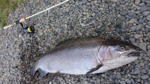 ベリーパーク釣果好調です!!
