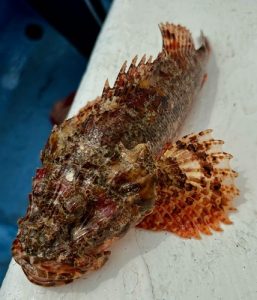 🐟初の泳がせ釣り🎣