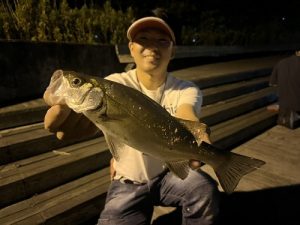 湘南エリア、ライトゲーム好調🎣