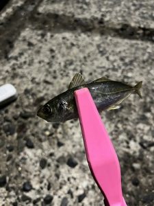 沼津アジング調査🎣