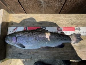 まだまだ行けるぜ✨エリアトラウト🐟