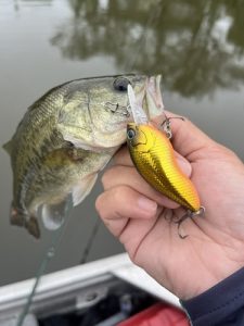 巻物シーズン到来🎣