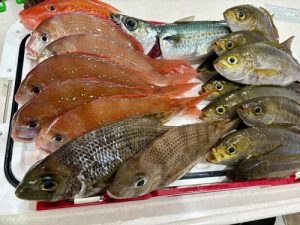 🐟西伊豆ライト五目☆魚種豊富な釣果に大満足🎣