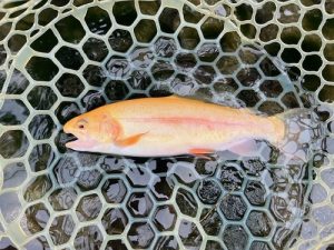 エリアトラウト涼しくなってきたので本格的に🎣