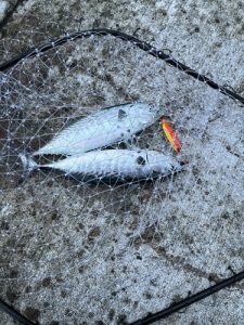 新島釣行vol.1