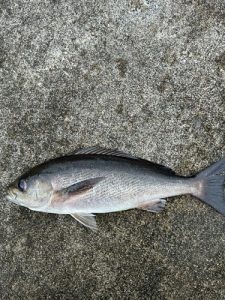 新島釣行vol.2