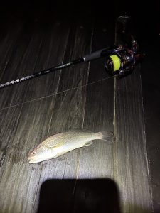 湘南夜釣り