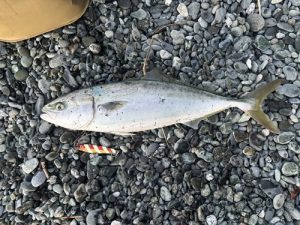 釣って楽しい！食べて美味しい！