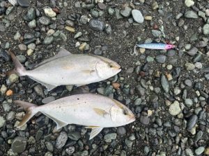 ショゴまだまだ釣れてます！