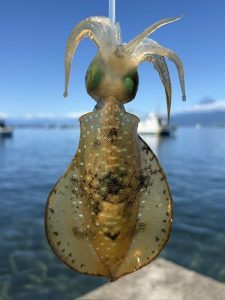 🐟念願のアオリイカ🦑キャッチ🎣