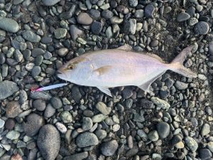 西湘サーフ釣果情報！！
