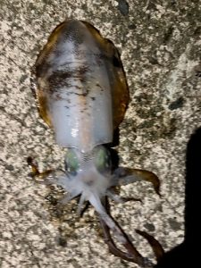 🐟最後の一投で、、、嬉しい1杯🦑🎣