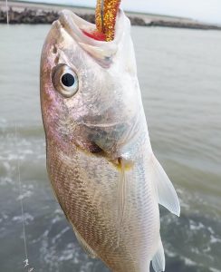 ★雨後の釣果★