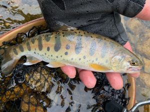 バラシバラシの渓流釣り