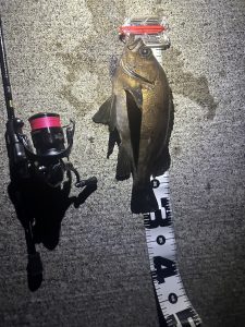 大型メバル釣れてます！
