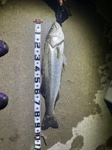ランカーサイズも釣れてます！シーバス絶好調です！