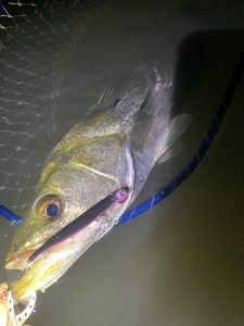 私考案ｶﾗｰ！【邪道/ｴﾝｳﾞｨｰ】良く釣れます♪♪笑