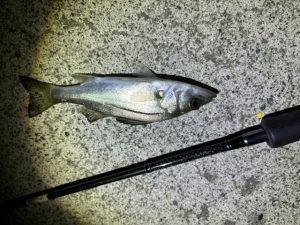釣果報告