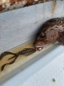 仙台湾で“アイナメ”の釣果をいただきました🐟ついにこの時期が来ました！