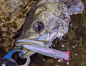 【邪道】アーダ零、釣れてます！