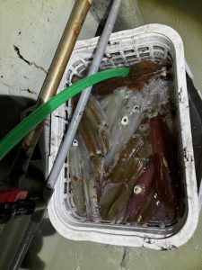 “イカメタル”が好調です🦑