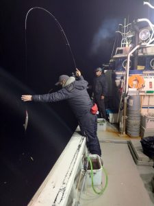 岩手県ヤリイカ好釣果継続中！