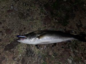 ﾊﾞｲﾌﾞﾚｰｼｮﾝで釣れてます！！