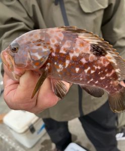 南三陸でキジハタ!?