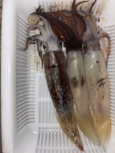 寒さも増しｵｶｯﾊﾟﾘｲｶが狙い目！岩手沿岸で狙う大型ｲｶ♪