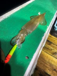 岩手県沿岸ﾔﾘｲｶｲｶﾒﾀﾙ！良い兆し！