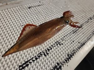 寒さに負けるな！ｲｶﾒﾀﾙｹﾞｰﾑ！