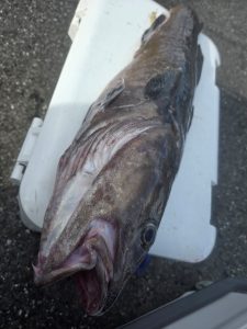 初ﾀﾗｼﾞｷﾞﾝｸﾞ釣行！