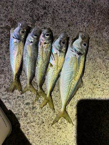 いよいよ釣り本格ｼｰｽﾞﾝ♪ｽﾀｯﾌｱｼﾞ釣果！