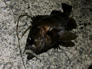 ﾒﾊﾞﾙ、ｶｻｺﾞが釣れました！