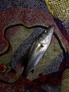 今年初ｼｰﾊﾞｽ釣行！