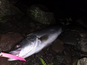 飛距離も大事！ｼｰﾊﾞｽ釣行♪