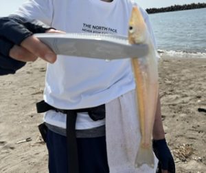 砂浜の女王！美しいｷｽ釣れましたよ♪そして美味しい！