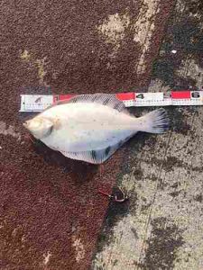 【札幌白石店】大型カレイ釣果！19ｽﾌｪﾛｽSW 4000XG