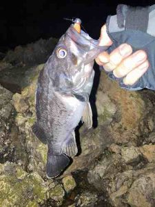 【札幌白石店】ロック釣果！ﾄﾗｳﾃｨﾝｽﾋﾟﾝｲﾙ･ﾌﾛｯｿ TILF-87