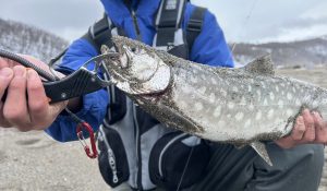 【札幌白石店】スタッフ釣果情報☆彡