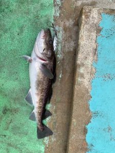 【札幌白石店】釣果情報☆彡